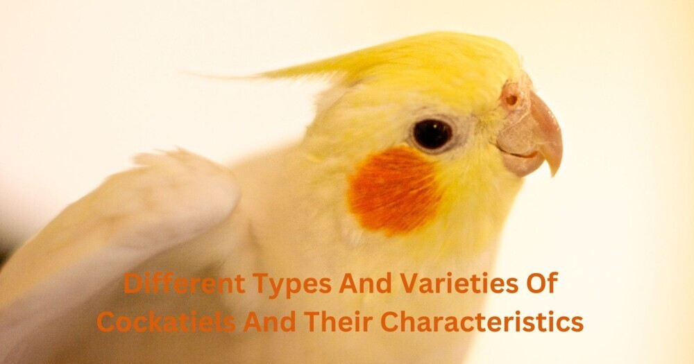 Different Types And Varieties Of Cockatiels And Their Characteristics