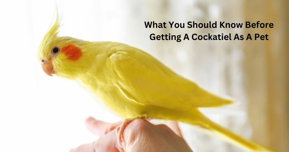 What You Should Know Before Getting A Cockatiel As A Pet