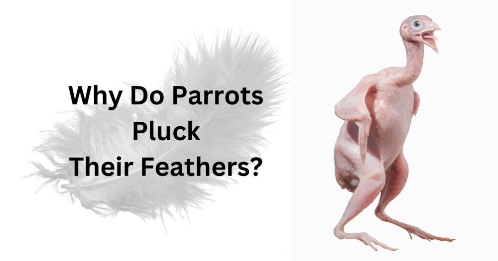 why do parrots pluck their feathers