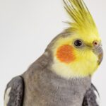 tips for selecting a healthy and happy cockatiel