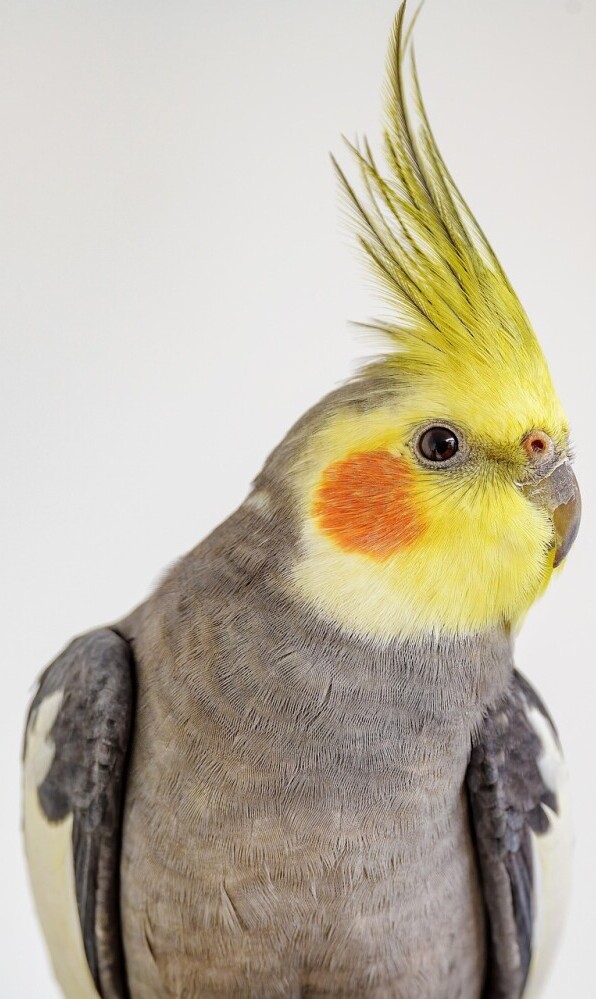 tips for selecting a healthy and happy cockatiel