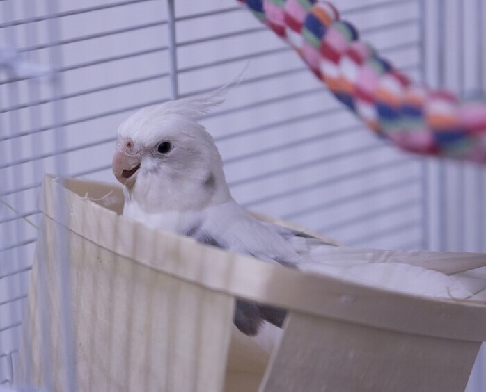 a healthy and happy cockatiel