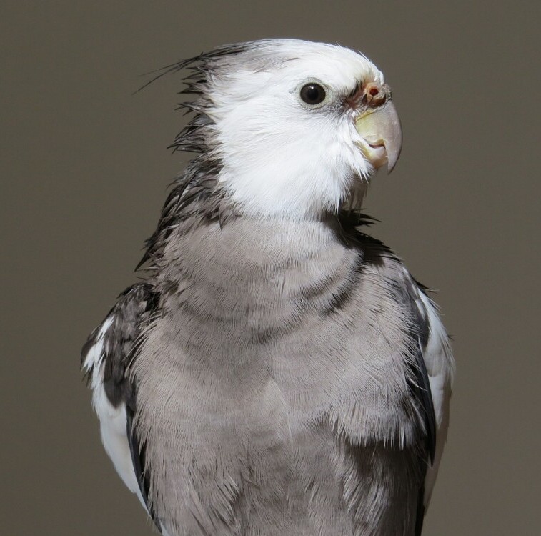 selecting a healthy and happy cockatiel