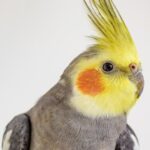 the pros and cons of owning a cockatiel