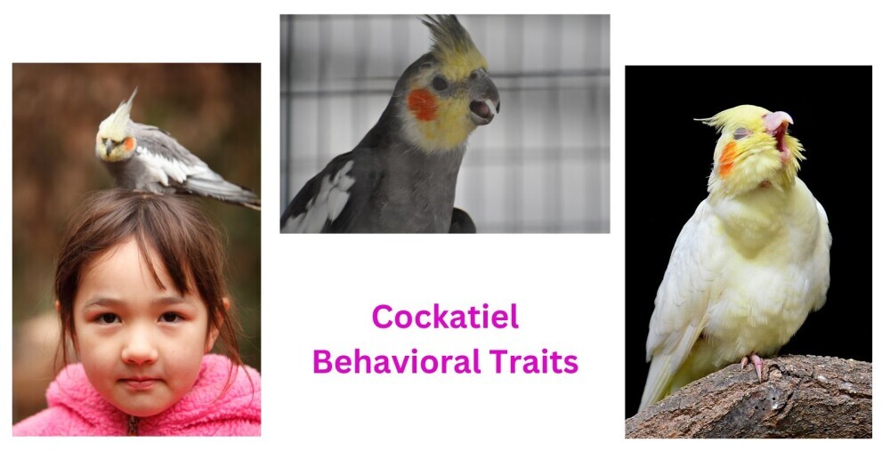 Behavioral Traits of cockatiels