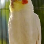 cockatiel behavioral traits