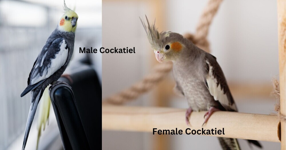 cockatiel gender