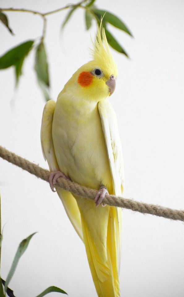 Essential Supplies And Equipment For Your Cockatiel