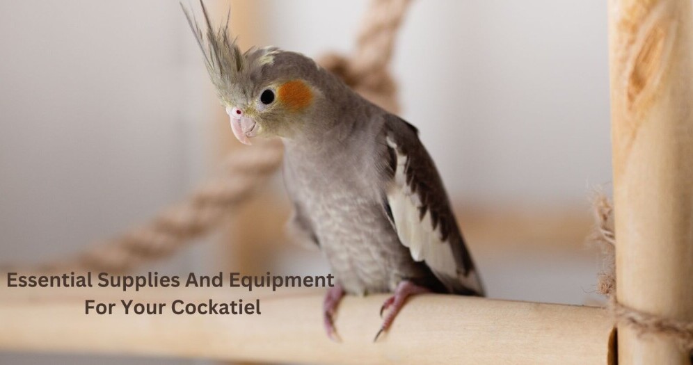 Essential Supplies And Equipment For Your Cockatiel