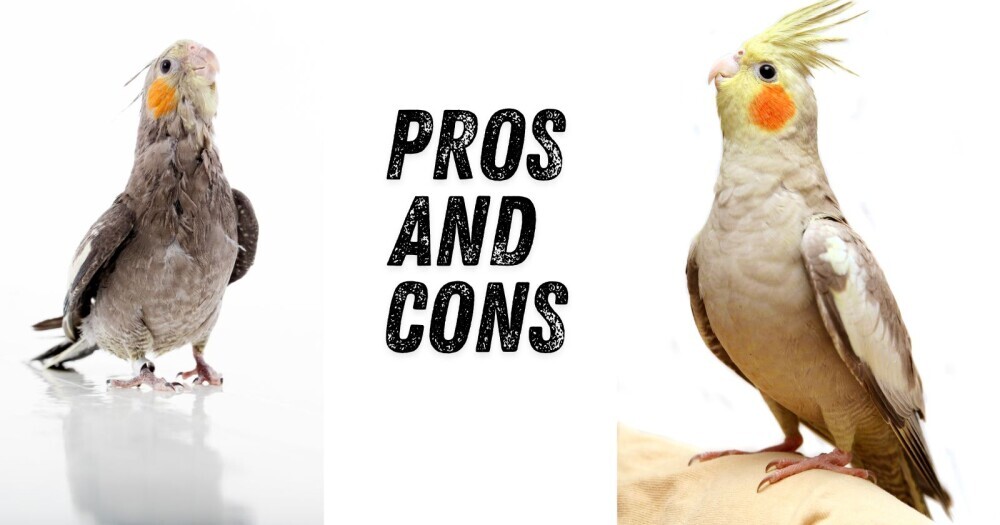 the pros and cons of owning a cockatiel