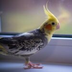 hand feeding baby cockatiels