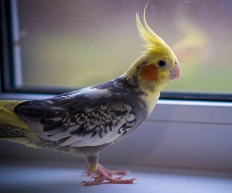 hand feeding baby cockatiels