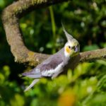 Are Cockatiels The Best Beginner Bird