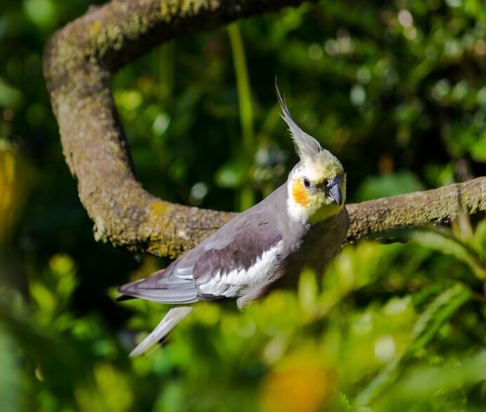 Are Cockatiels The Best Beginner Bird