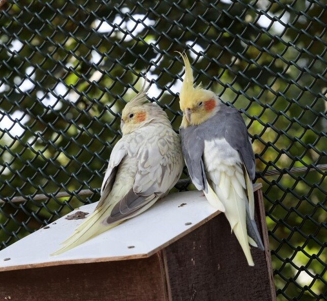 are cockatiels the best
