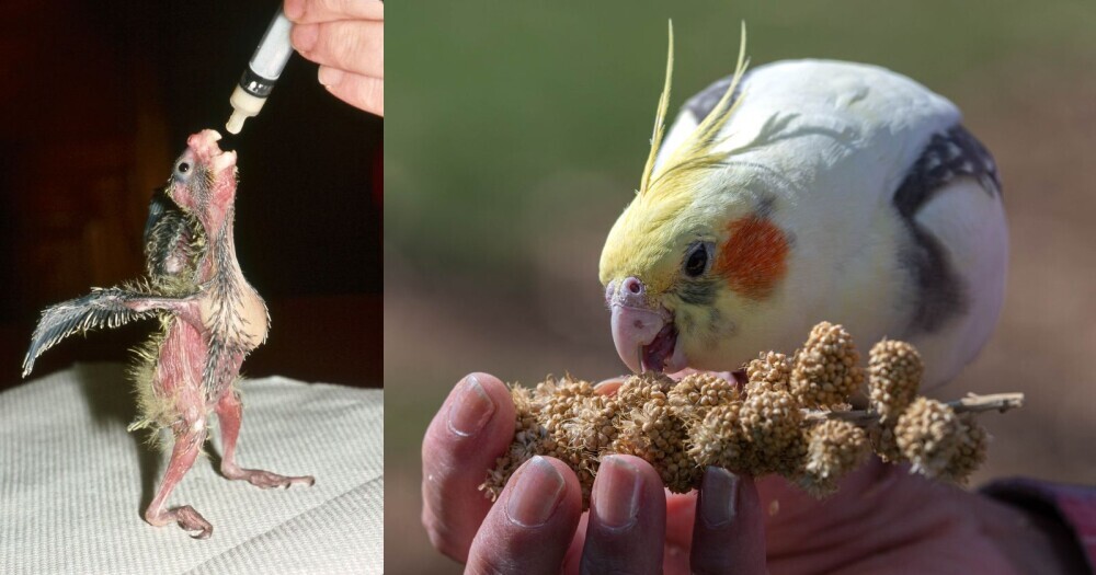 hand feeding