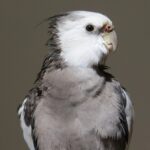 Stricter Licensing For Selling Cockatiels
