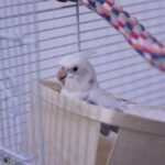 The perfect cockatiel cage