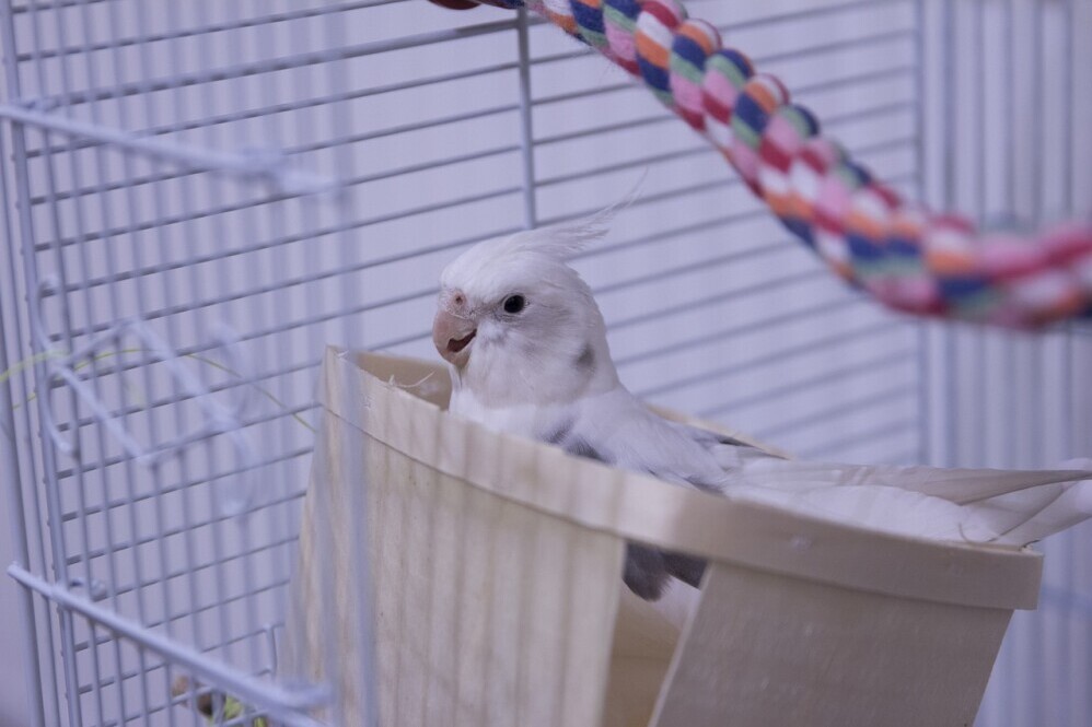 the best cockatiel cage