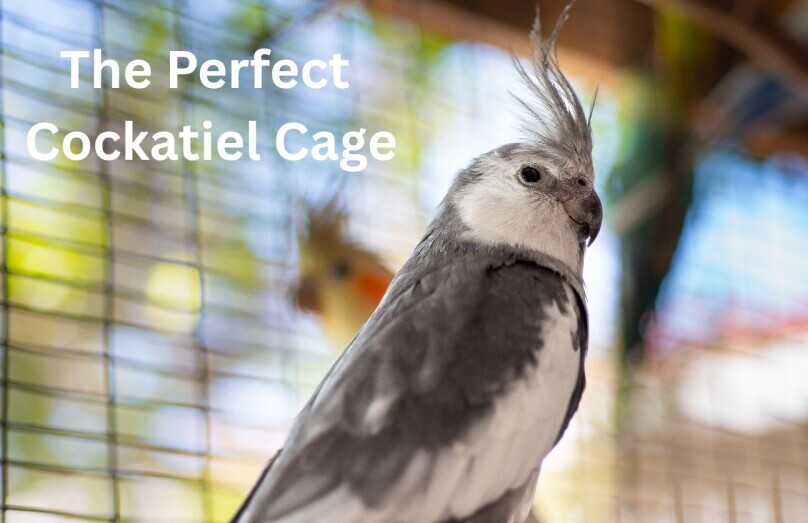 the perfect cockatiel cage