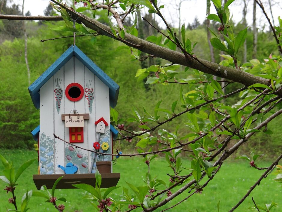 bird nest guide