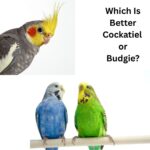 which is better cockatiel or budgie