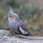 cockatiel foraging toys
