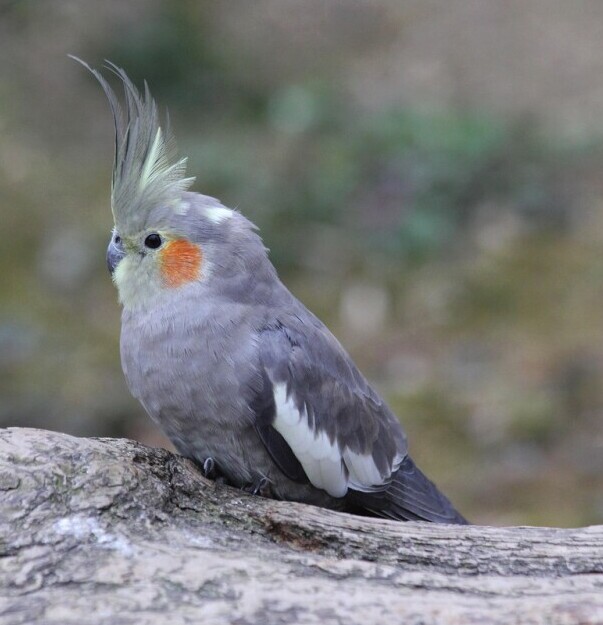 cockatiel foraging toys