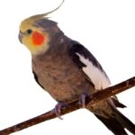 what do cockatiels enjoy most