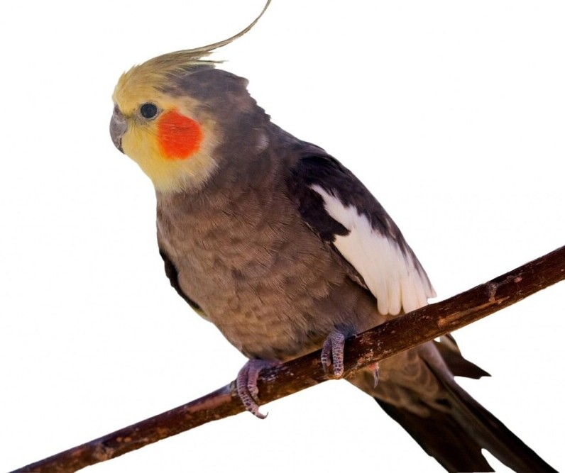 what do cockatiels enjoy most