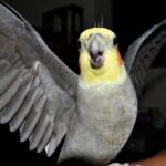 cockatiels and their dislikes