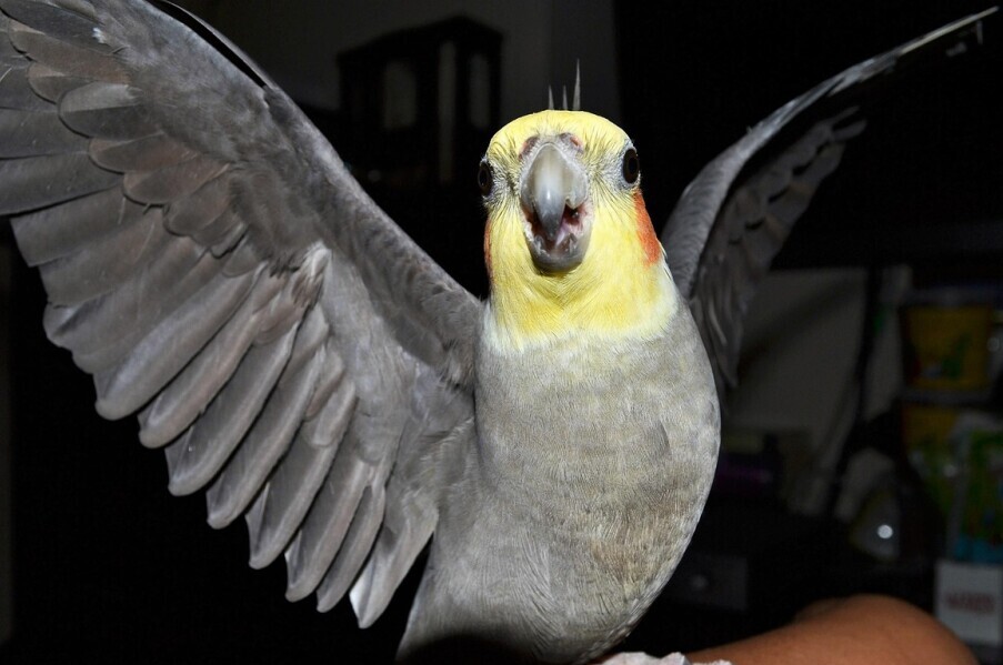 cockatiels and their dislikes
