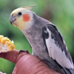 how to socialize a cockatiel