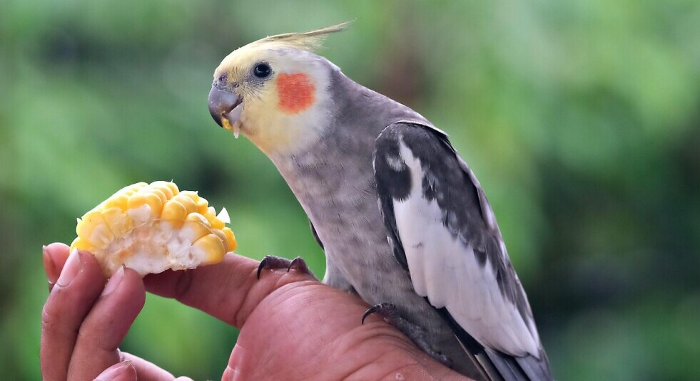 how to socialize a cockatiel