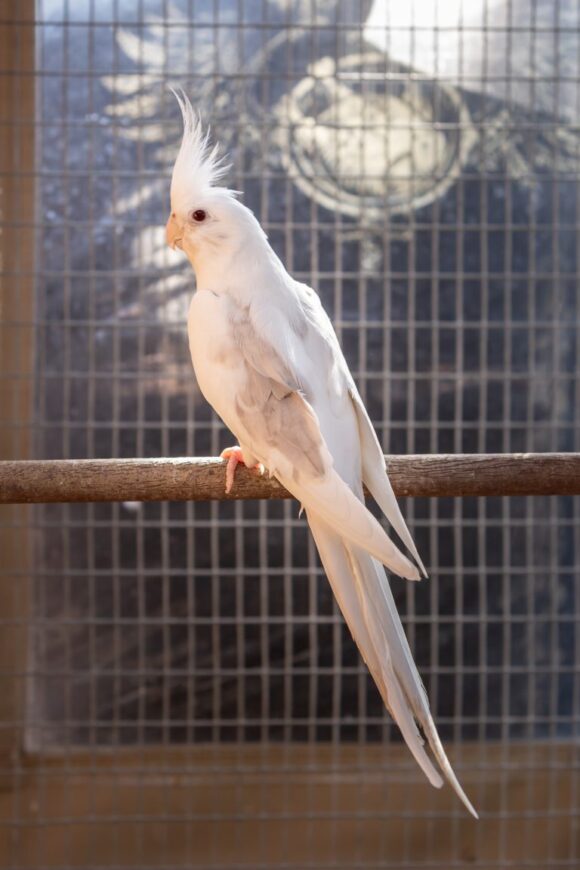 fallow cockatiel
