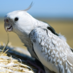 Emerald cockatiel mutation