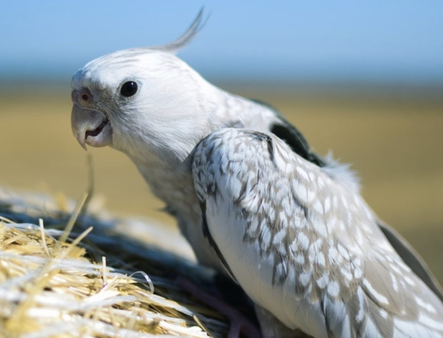Emerald cockatiel mutation